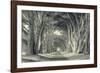 Cypress Tree Road, Point Reyes-Vincent James-Framed Photographic Print