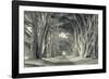 Cypress Tree Road, Point Reyes-Vincent James-Framed Photographic Print