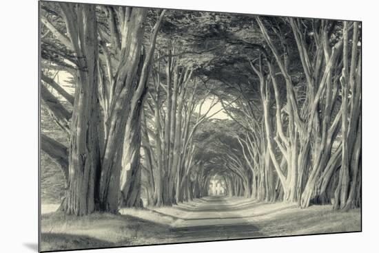 Cypress Tree Road, Point Reyes-Vincent James-Mounted Photographic Print