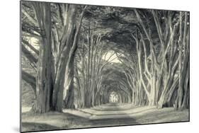 Cypress Tree Road, Point Reyes-Vincent James-Mounted Photographic Print