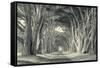 Cypress Tree Road, Point Reyes-Vincent James-Framed Stretched Canvas