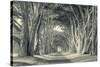 Cypress Tree Road, Point Reyes-Vincent James-Stretched Canvas