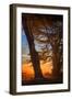 Cypress Tree Sunrise, Glorious Point Reyes National Seashore, California Coast-Vincent James-Framed Photographic Print