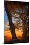 Cypress Tree Sunrise, Glorious Point Reyes National Seashore, California Coast-Vincent James-Mounted Photographic Print