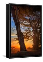 Cypress Tree Sunrise, Glorious Point Reyes National Seashore, California Coast-Vincent James-Framed Stretched Canvas