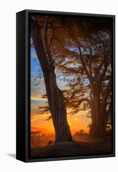 Cypress Tree Sunrise, Glorious Point Reyes National Seashore, California Coast-Vincent James-Framed Stretched Canvas