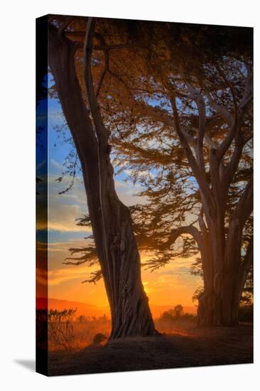 Cypress Tree Sunrise, Glorious Point Reyes National Seashore, California Coast-Vincent James-Stretched Canvas