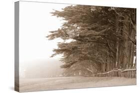 Cypress Trees Along a Farm, Fort Bragg, California, USA-null-Stretched Canvas