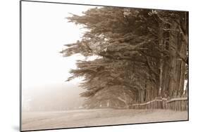 Cypress Trees Along a Farm, Fort Bragg, California, USA-null-Mounted Photographic Print