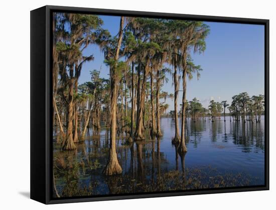 Cypress Trees Along Banks Lake-James Randklev-Framed Stretched Canvas