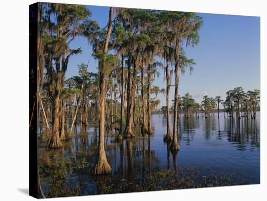 Cypress Trees Along Banks Lake-James Randklev-Stretched Canvas