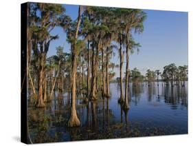 Cypress Trees Along Banks Lake-James Randklev-Stretched Canvas