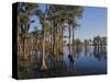 Cypress Trees Along Banks Lake-James Randklev-Stretched Canvas