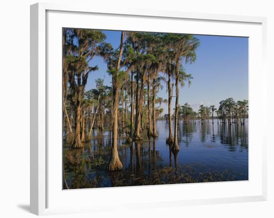 Cypress Trees Along Banks Lake-James Randklev-Framed Photographic Print