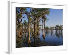 Cypress Trees Along Banks Lake-James Randklev-Framed Photographic Print