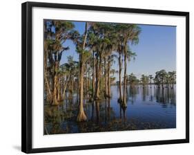 Cypress Trees Along Banks Lake-James Randklev-Framed Photographic Print