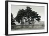 Cypress Trees and Balusters-Christian Peacock-Framed Art Print