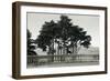 Cypress Trees and Balusters-Christian Peacock-Framed Art Print