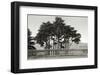 Cypress Trees and Balusters-Christian Peacock-Framed Art Print