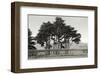 Cypress Trees and Balusters-Christian Peacock-Framed Art Print