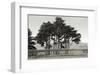 Cypress Trees and Balusters-Christian Peacock-Framed Art Print