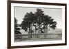 Cypress Trees and Balusters-Christian Peacock-Framed Art Print