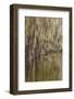 Cypress trees and Spanish moss lining shoreline of Caddo Lake, Uncertain, Texas-Adam Jones-Framed Photographic Print
