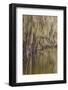 Cypress trees and Spanish moss lining shoreline of Caddo Lake, Uncertain, Texas-Adam Jones-Framed Photographic Print