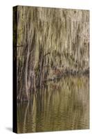 Cypress trees and Spanish moss lining shoreline of Caddo Lake, Uncertain, Texas-Adam Jones-Stretched Canvas