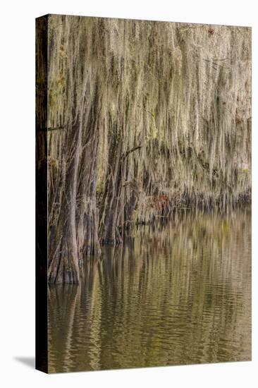 Cypress trees and Spanish moss lining shoreline of Caddo Lake, Uncertain, Texas-Adam Jones-Stretched Canvas