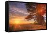Cypress Trees and Sunrise Flare, Point Reyes National Seashore-Vincent James-Framed Stretched Canvas