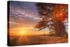 Cypress Trees and Sunrise Flare, Point Reyes National Seashore-Vincent James-Stretched Canvas