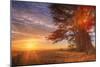 Cypress Trees and Sunrise Flare, Point Reyes National Seashore-Vincent James-Mounted Photographic Print