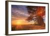 Cypress Trees and Sunrise Flare, Point Reyes National Seashore-Vincent James-Framed Photographic Print