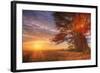 Cypress Trees and Sunrise Flare, Point Reyes National Seashore-Vincent James-Framed Photographic Print