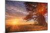 Cypress Trees and Sunrise Flare, Point Reyes National Seashore-Vincent James-Mounted Photographic Print