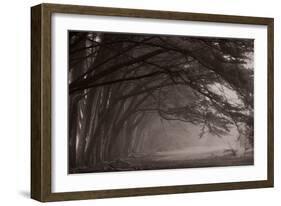 Cypress Trees at Misty Morning, Fort Bragg, California, USA-null-Framed Photographic Print