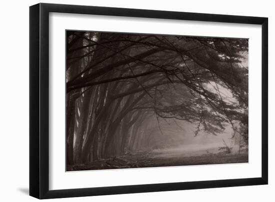 Cypress Trees at Misty Morning, Fort Bragg, California, USA-null-Framed Photographic Print