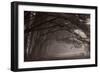 Cypress Trees at Misty Morning, Fort Bragg, California, USA-null-Framed Photographic Print