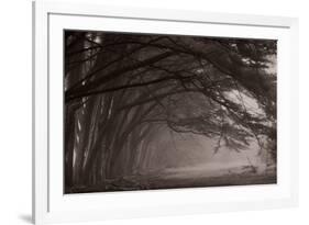 Cypress Trees at Misty Morning, Fort Bragg, California, USA-null-Framed Photographic Print