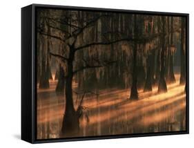 Cypress Trees at Sunrise, George Smith State Park, Georgia, USA-Joanne Wells-Framed Stretched Canvas