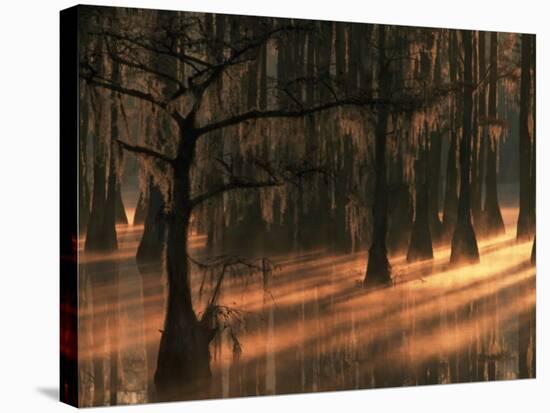 Cypress Trees at Sunrise, George Smith State Park, Georgia, USA-Joanne Wells-Stretched Canvas