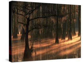 Cypress Trees at Sunrise, George Smith State Park, Georgia, USA-Joanne Wells-Stretched Canvas