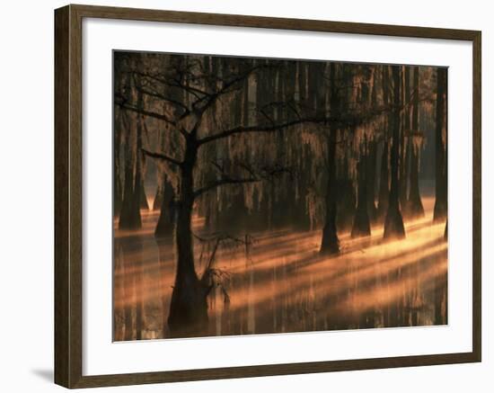 Cypress Trees at Sunrise, George Smith State Park, Georgia, USA-Joanne Wells-Framed Photographic Print