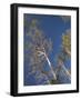 Cypress trees, Corkscrew Swamp Sanctuary, Florida-Maresa Pryor-Framed Photographic Print