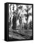 Cypress Trees Covered in Spanish Moss-null-Framed Stretched Canvas