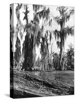 Cypress Trees Covered in Spanish Moss-null-Stretched Canvas