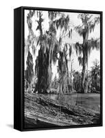 Cypress Trees Covered in Spanish Moss-null-Framed Stretched Canvas