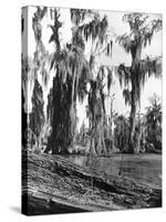 Cypress Trees Covered in Spanish Moss-null-Stretched Canvas