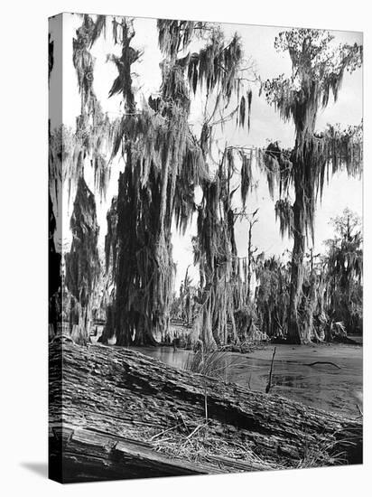 Cypress Trees Covered in Spanish Moss-null-Stretched Canvas